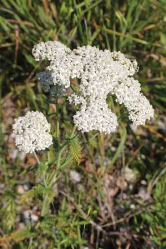 Medicine of the Civil War